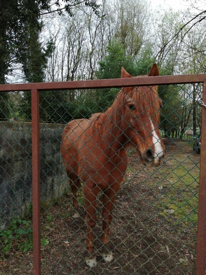 Casa Do Moinho Rural Campo E Praia , 9 Pessoas, Animais Benvindos Ешпиньо Екстериор снимка