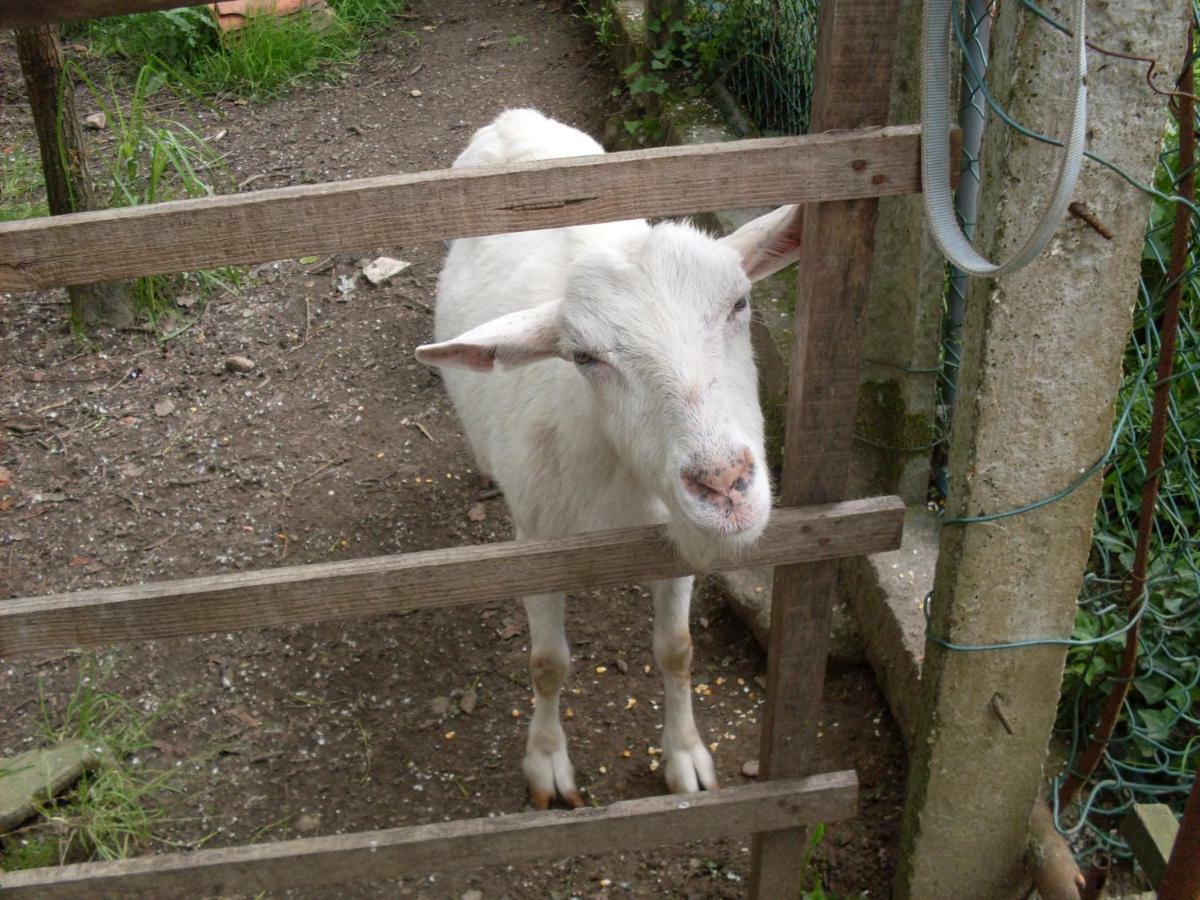 Casa Do Moinho Rural Campo E Praia , 9 Pessoas, Animais Benvindos Ешпиньо Екстериор снимка